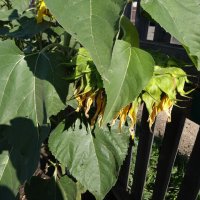 подсолнух :: СЕРГЕЙ ФИЛОЧКИН