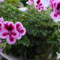 ОСЕННИЕ ЦВЕТЕНИЕ :: СЕРГЕЙ ФИЛОЧКИН