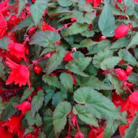 КРАСИВЫЙ ЦВЕТОК :: СЕРГЕЙ ФИЛОЧКИН КРАСИВЫЙ ЦВЕТОК :: СЕРГЕЙ ФИЛОЧКИН