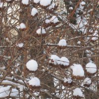 Зима пришла :: Дмитрий Никитин