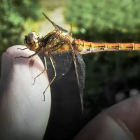 Доверие... :: Владимир Шошин Доверие... :: Владимир Шошин