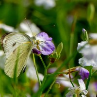 из сегодняшней съёмки 3 :: Александр Прокудин из сегодняшней съёмки 3 :: Александр Прокудин