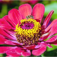 Цветы,пчелы... :: Aquarius - Сергей Цветы,пчелы... :: Aquarius - Сергей