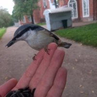 Поползень :: Сапсан 