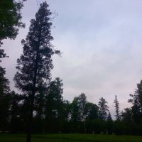 Утро :: Сапсан 