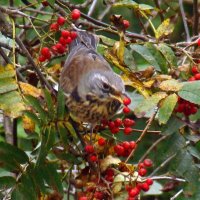 дрозд рябинник :: gawrilа - dan