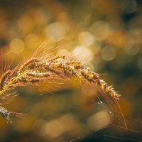 *** :: Виктор Иванович Чернюк