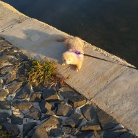 А вы любите блондинок? :: Андрей Лукьянов