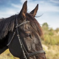 Портрет лошади :: Светлана Ищенко