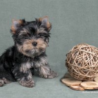 Йоркширский терьер :: Светлана Ищенко