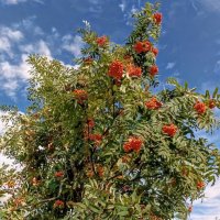 Рябина оранжевая :: Veera V Рябина оранжевая :: Veera V