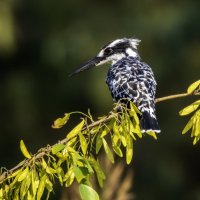 Малый пегий зимородок. :: Alexander Amromin Малый пегий зимородок. :: Alexander Amromin