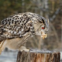 Филин :: SanSan 