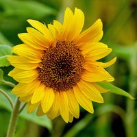 Солнышко земное :: Татьяна Лютаева Солнышко земное :: Татьяна Лютаева