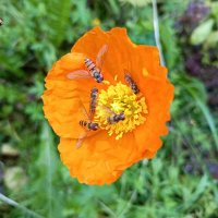 Завтрак на цветке :: Любовь Сахарова Завтрак на цветке :: Любовь Сахарова