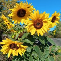 Подсолнечник однолетний :: Любовь Сахарова Подсолнечник однолетний :: Любовь Сахарова