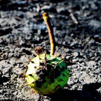 История про конский каштан... :: Николай Саржанов