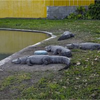 Хамат-Гадер// Крокодилы *,2012г :: ujgcvbif 