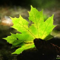 Все краски осени... :: Андрей Заломленков