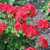 Цветы. :: Владимир Драгунский