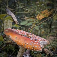 Мухоморчик :: Анастасия Логинова