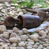 Еноты :: ИРЭН@ .