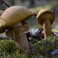 Просто посмотри... :: Aleksandr Gal