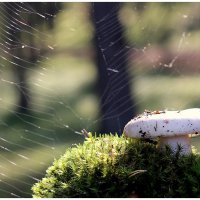 *** :: Aleksandr Gal