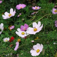 Космея :: Рита Симонова