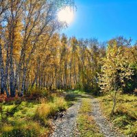 Солнечная осень :: Mikhail Irtyshskiy