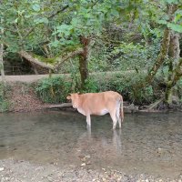 Подвид коровы - Зебу :: Ирэн 