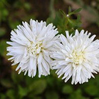 Подружки :: Светлана Подружки :: Светлана