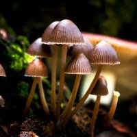 Ты не пробуй этот гриб, хоть красив его изгиб... :: Влад Никишин