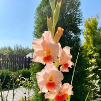 Цветок августа :: Алевтина Цветок августа :: Алевтина