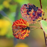 Фрагменты осени :: Галина Ильясова