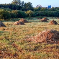 Коси, коса, пока роса! :: Елена Хайдукова  ( Elena Fly )