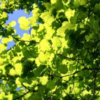 Дубовые листья :: Vitaliy Sozonov