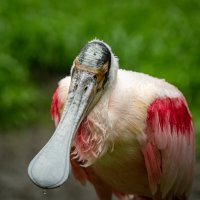 Спящая... :: Николай Гирш