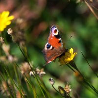 *** :: Владимир Безбородов