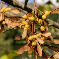 Вертолётики... :: Николай Гирш