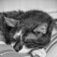 Притворился спящим... :: Руслан 