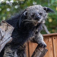 Бинтуронг :: Михаил Измайлов