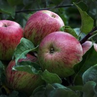 сентябрь :: Михаил Бибичков сентябрь :: Михаил Бибичков