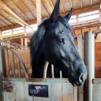 Лерой :: Ирина 