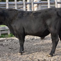 наелся, напился и хвостик завился :: vg154 