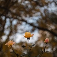 В обители осенних роз. :: Анатолий Щербак