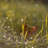 В сиянии рос осенних. :: Анатолий Щербак