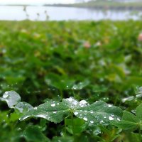 Всё дождь и дождь, и солнце лик свой прячет :: Hope Всё дождь и дождь, и солнце лик свой прячет :: Hope