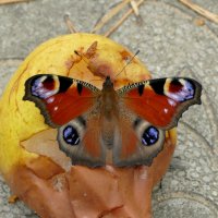 вчерашние павлиньи глаза 2 :: Александр Прокудин