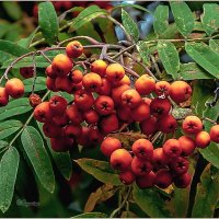 Про август... :: Aquarius - Сергей